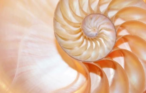 shell nautilus Fibonacci golden coral ratio slice section spiral pearl symmetry half cross golden ratio sequence number structure growth close up ( pompilius nautilus ) loop - stock footage video clip