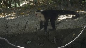 Wild White Faced Monkey in a Costa Rica rainforest. Slow motion footage.