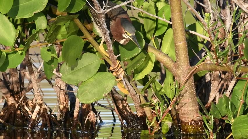 Green Heron fishing. Slow motion. The green heron, Scientific name: Butorides virescens maculata.