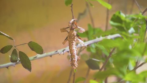 A brown leaf insect sitting in camouflage on a tree branch in the forest.