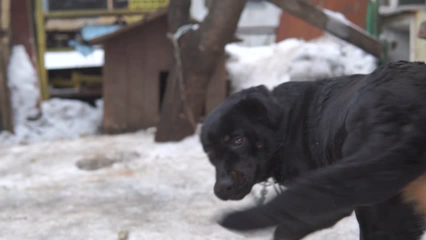 Labrador showed language.
The dog on the chain guards the yard