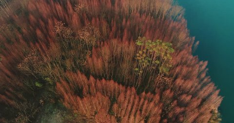 aerial shot of dawn redwood woods by the water side at autumn or winter time with beautiful brown color, wild nature aerial 4k footage