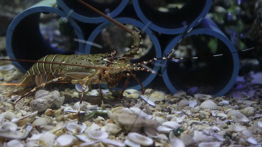 ?Young Spiny lobster in the aquarium coral reef tank