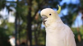 The Sulphur-crested Cockatoo (Cacatua galerita) portrait video Australia Gold Coast