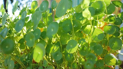 Centella asiatica swing by the wind with sunlight
