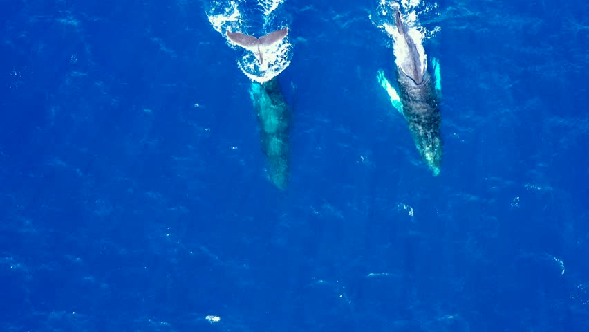 Humpback Whales off the Coast of Maui, Hawaii