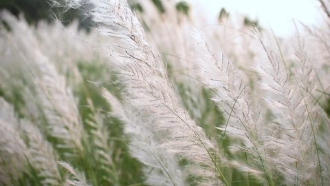 kash flower stock video footage 4k and hd video clips shutterstock beautiful saccharum spontaneum flower plants blowing in wind kaash phool before durga puja festival in india and bangladesh at sunset or sunrise
