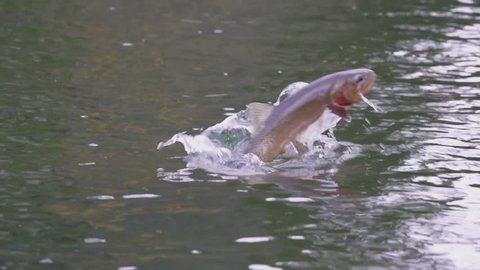 Taking a Trout Cutthroat trout in the fly