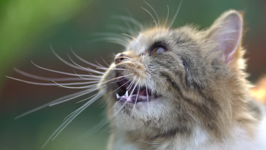 Furry cat is yawning Slow Motion.
