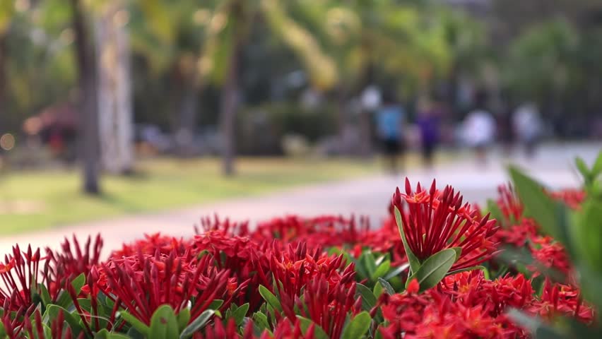 red flowers footage video clip in the park