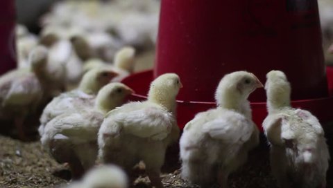 many chicks are active in a chicken farm