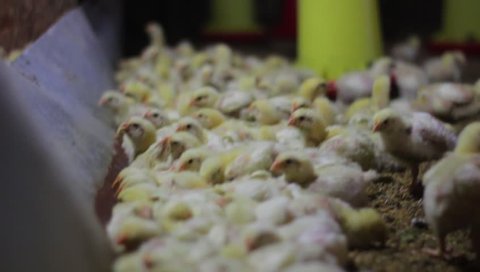 many chicks are active in a chicken farm