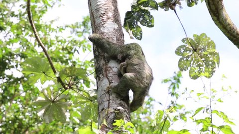 Mother sloth climbing down a tree