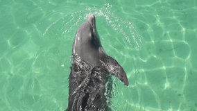 Dolphin swims in the water. Slow motion. Common bottlenose dolphin or Atlantic bottlenose dolphin. Scientific name  - Tursiops truncatus.
