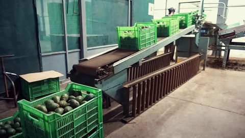 Crates of Hass Bilse avocados being loaded onto a conveyor belt in a processing plant