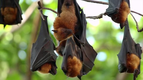 Bat hanging on a tree.
