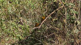 Little Bee Eater, merops pusillus, Adults standing on Branch, in flight, Taking off, Nairobi Park in Kenya, Slow motion