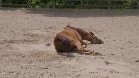 Brown horse rolls over in dirt trying to itch itself in slow motion