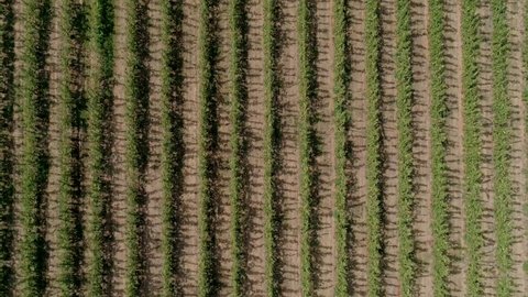 aerial view vineyards portugal 4k