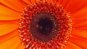 Macro photography of a gerbera flower. Symmetry of the flower, rotation. Concept for advertising perfume cosmetics. Congratulations on February 14, Women's day. - Powered by Shutterstock - Get 15% off with code: PIKWIZARD15