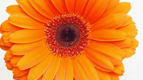 Close up photography of gerbera flower on pink background. Symmetry of the flower, rotation. Concept for advertising perfume cosmetics. Congratulations on February 14, Women's day. - Powered by Shutterstock - Get 15% off with code: PIKWIZARD15