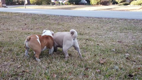 A Pug Dog and a Dwarf English Bulldog Playing in a Grass Lawn