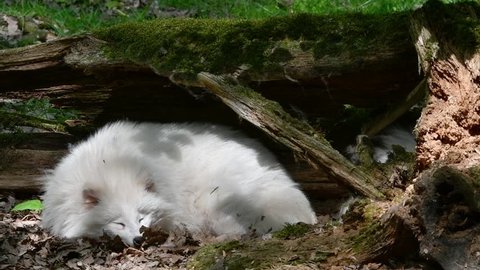 Raccoon dog (Nyctereutes procyonoides) white color phase resting under tree trunk in forest