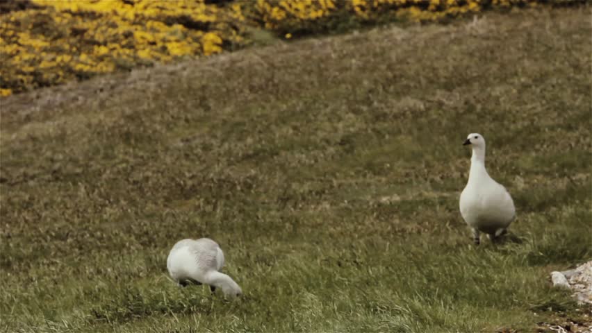 Upland Geese (Chloephaga picta leucoptera) in a Park in Port Stanley, Capital of the Falkland Islands (Islas Malvinas), South Atlantic Ocean. Close Up.
