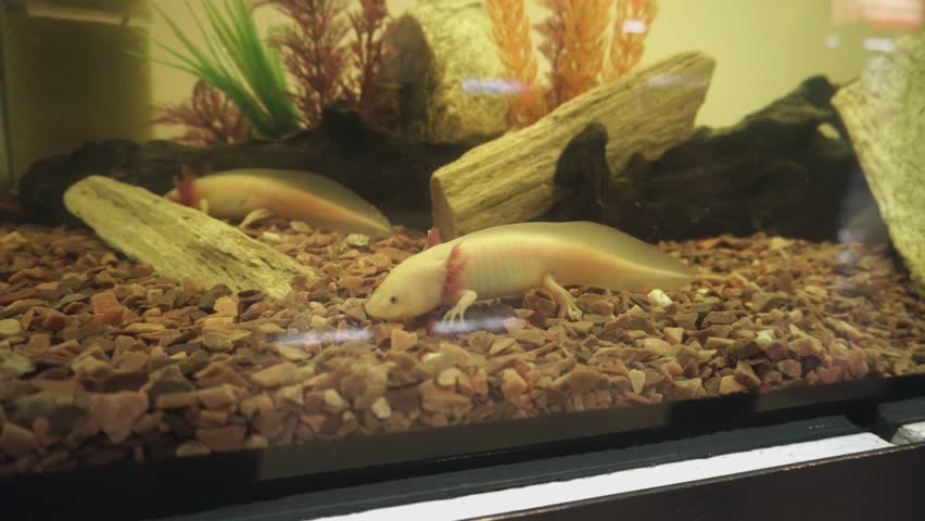 mexican walking fish tank