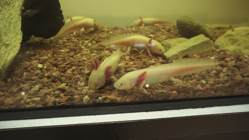 Cute White Axolotls Or Mexican Stock Footage Video 100 Royalty Free Shutterstock