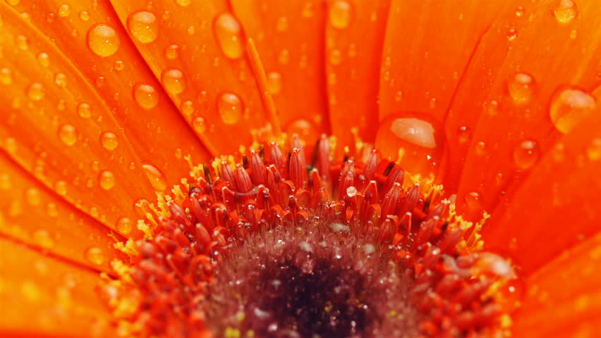 eautiful gerbera flower in water drops. Macro flower gerbera with petals. Concept for advertising perfume cosmetics. Congratulations on February 14, Women's