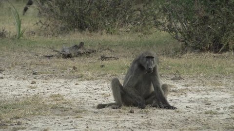relaxed baboon sitting on the ground, foraging and eating