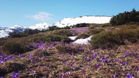 Spring Colchicum in full bloom. Colchicum parnassicum purple flowers. Spring flowers in mountain.