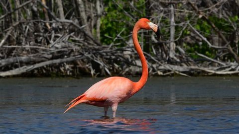 The Adult  American flamingo. American flamingo. American flamingo or Caribbean flamingo, Scientific name: Phoenicopterus ruber.
