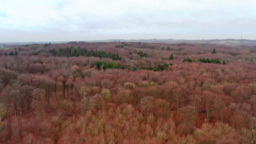 Close up shot over a forest in Denmark.