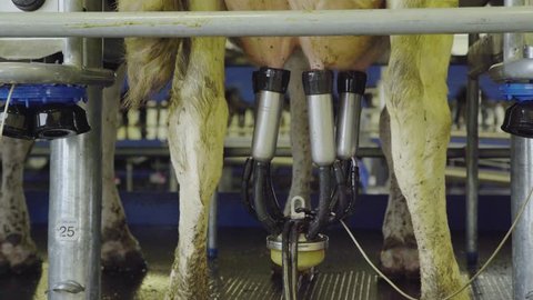 Cows udders rotate past the camera on a milking machine.