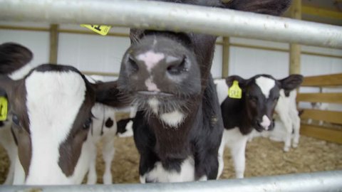 A group of curious calves inspect the camera.