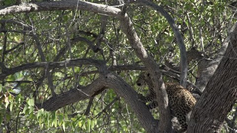 two Leopard cubs are monkeying around in a tree in etosha national park namibia