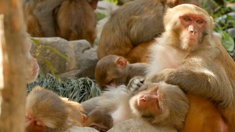 Group of rhesus macaques on rocks. Family of furry beautiful macaques gathering on rocks in nature and sleeping. Swayambhunath Stupa (Monkey Temple) in Kathmandu Nepal