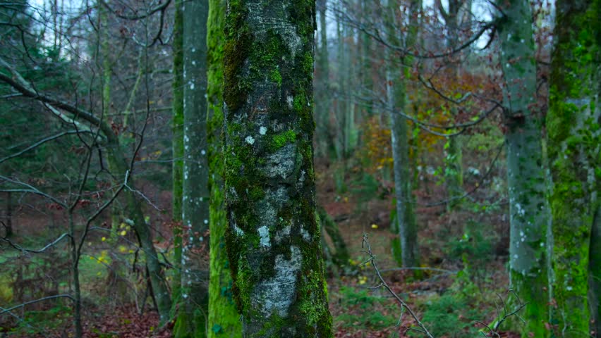 autumn trees with moss and colorfull leaves dolly shot