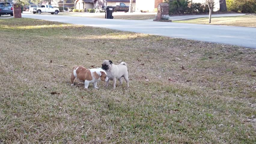 dwarf english bulldog