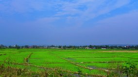 4K time lapse video of rice field in Chiang Rai province, Thailand.
