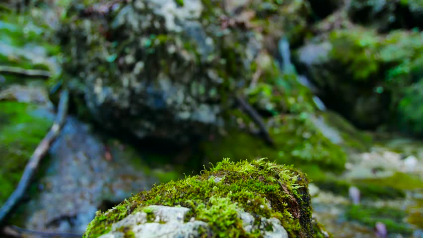 water stream with stones full of moss slow camera move