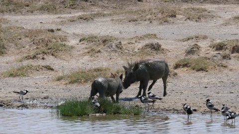 two warthogs fighting. Tanzania, Africa