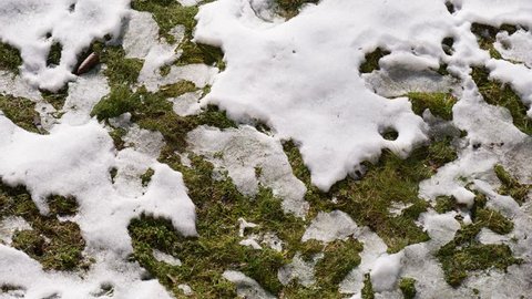 Melting snow on grass top down view in spring timelapse