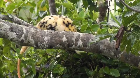 A rare Waigeo spotted cuscus eating in Waigeo island, West papua, Indonesia. 