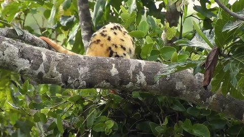 A rare Waigeo spotted cuscus eating in Waigeo island, West papua, Indonesia. After eat, this marsupial walking out of the frame. 