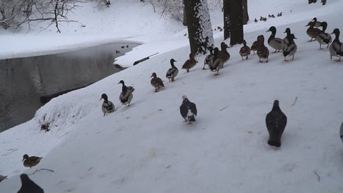 ducks and pigeons, in winter in the city Park on the pond