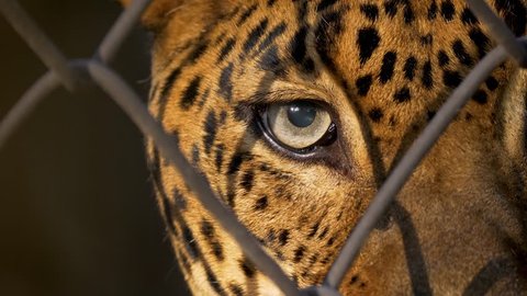 Leopard (Panthera pardus kotyia) face in cage