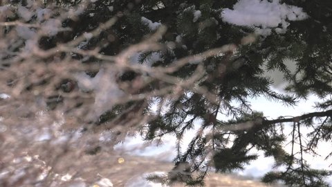 Trees covered with snow. 4K, UHD, 50p, Cinematic,Closeup, 						